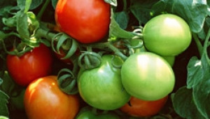 Гръцки домати, заразени от миниращ молец установиха в Благоевградско - Agri.bg