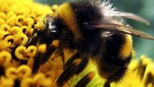 МЗХ изпраща за одобрение в Брюксел вариант на Програмата за пчеларство за периода 2011-2013 - Agri.bg