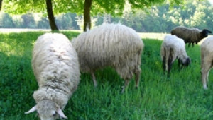 Полицията в Троян арестува 37-годишен крадец на овце - Agri.bg