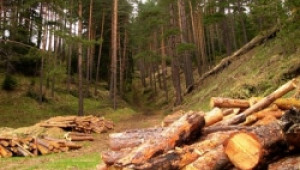 Утре официално започва "Седмица на гората" - Agri.bg