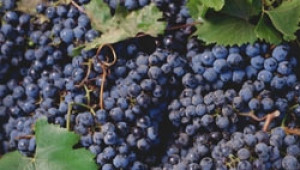 Удължава се срокът за кандидатстване по Националната програма за лозаро-винарство - Agri.bg