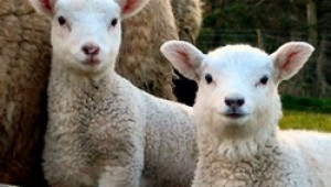 Увеличават се кражбите на агнета и овце преди празниците - Agri.bg