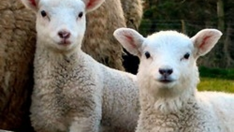 Увеличават се кражбите на агнета и овце преди празниците