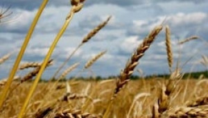 Валежите и влагата може да доведат до 20% брак на пшеница, според експерти от НИМХ - Agri.bg