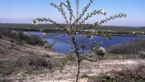 Бадемови и прасковени дръвчета са засегнати от студовете и снега - Agri.bg