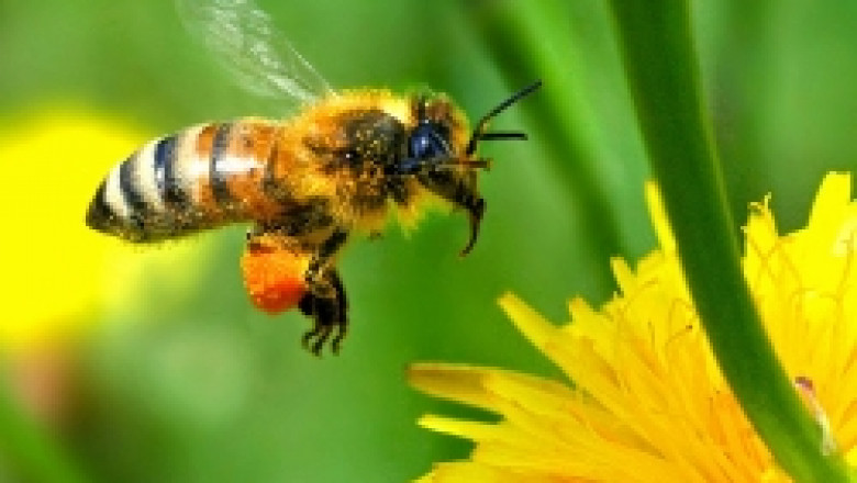 Защо пчеларството не е земеделски отрасъл единствено в България?
