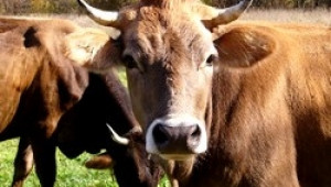 Кризисен щаб за млечното животновъдство сформираха управляващи и фермери - Agri.bg