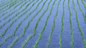 Няма достатъчно вода за нaпояване на заявените оризови площи - Agri.bg