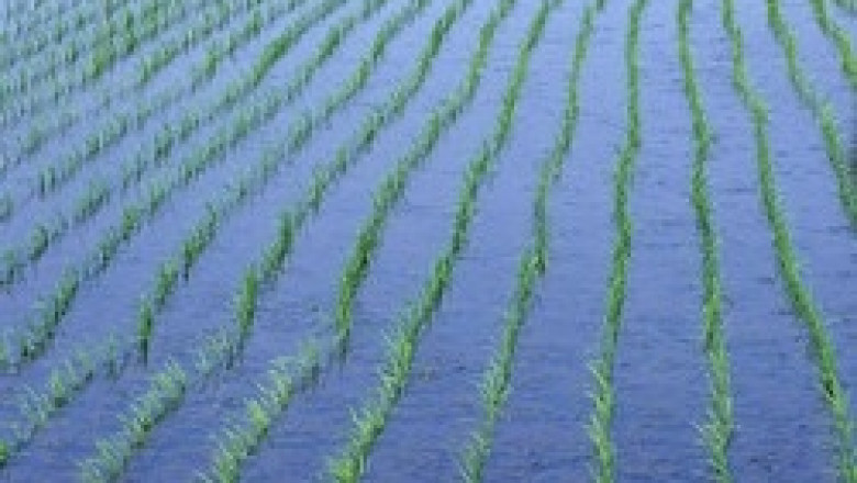 Няма достатъчно вода за нaпояване на заявените оризови площи