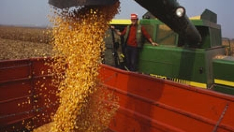 Сривът в цената на царевицата в Чикаго се дължи на това, че тя е ГМО царевица, според експерти