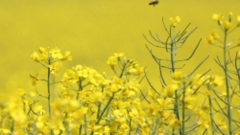 Илия Цонев: Във Видинско и Ломско са изчезнали пчелни семейства заради  ГМО
