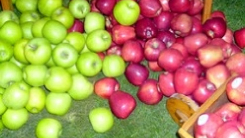 Овощар от село Градец иска да дари 2 тона ябълки на бедстващите в Хаити