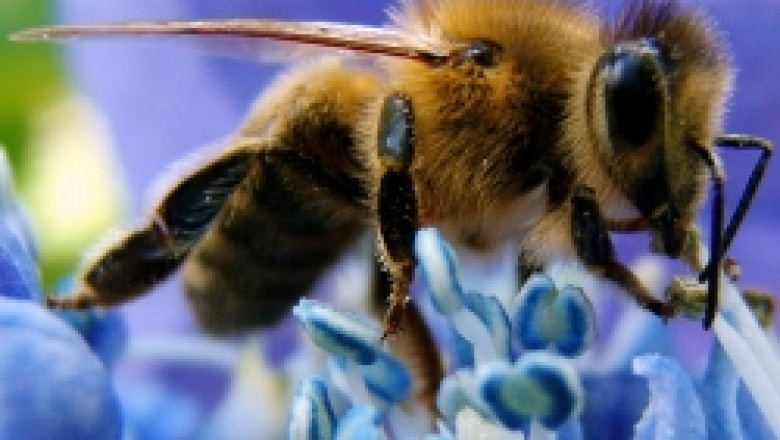 Пчелари предлагат да има подпомагане на брой кошер – програмата по пчеларство е много тромава