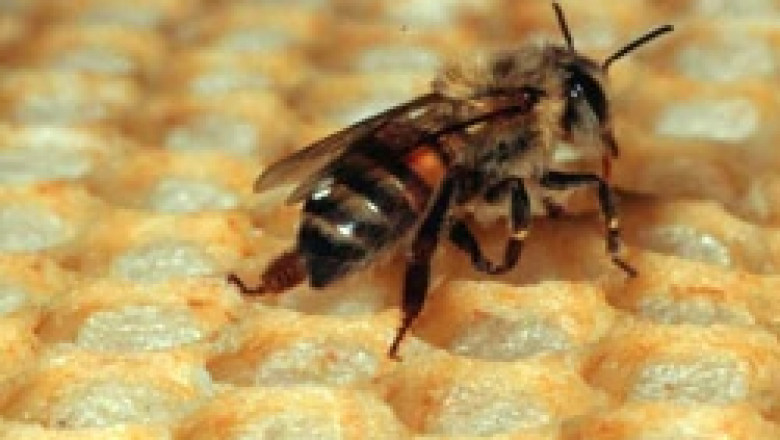 Пчеларите от Смолян подкрепят протеста против отпадането на забраните от ГМО