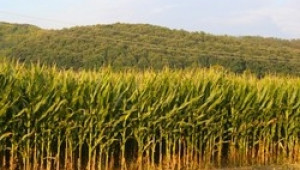 Граждани изпратиха отворено писмо до управляващите срещу ГМО - Agri.bg