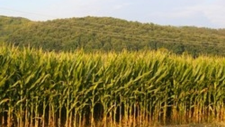 Граждани изпратиха отворено писмо до управляващите срещу ГМО