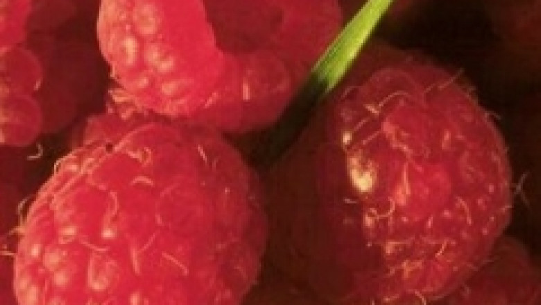 До 31.01.2010 се подават заявления за попомагане производството на ягоди и малини