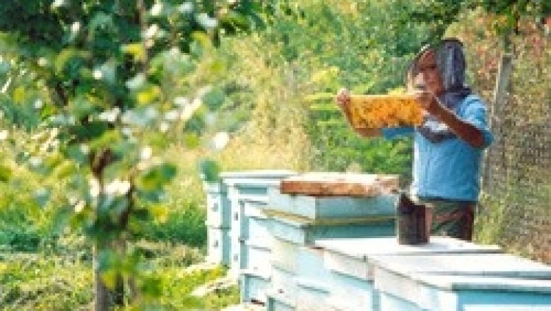 От 23 ноември ще се приемат проекти по Националната програма по пчеларство
