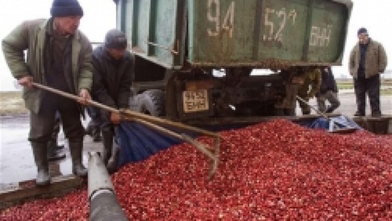 Бране на червени боровинки под вода - село в Беларус : СНИМКИ