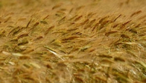 ДФЗ решава за разсрочването на кредити за закупуване на семена и торове - Agri.bg