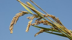Започна жътвената кампания на ориз. 700 кг среден добив очакват производители - Agri.bg