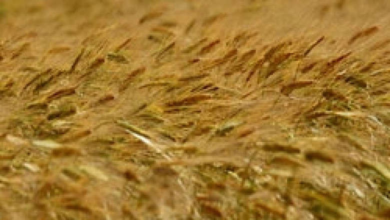 Tърсенето на зърнени култури в световен мащаб ще нарасне с 1 млрд. т. до 2050 г
