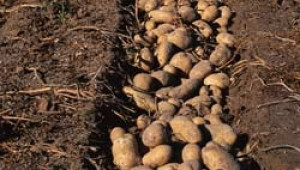 Зеленчукопроизводители искат ограничаване вноса на картофи от Полша - Agri.bg