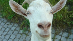 Субсидии за биволско, овче и козе мляко ще получат фермери за април, обещават от ДФЗ - Agri.bg