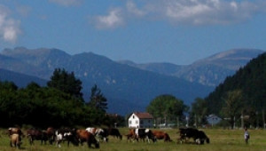 50% от животновъдите  в Смолянско не са получили субсидии за 2008 г. - Agri.bg
