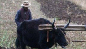 Фермери в Куба се завръщат към работата с волове, за да се борят с кризата - Agri.bg