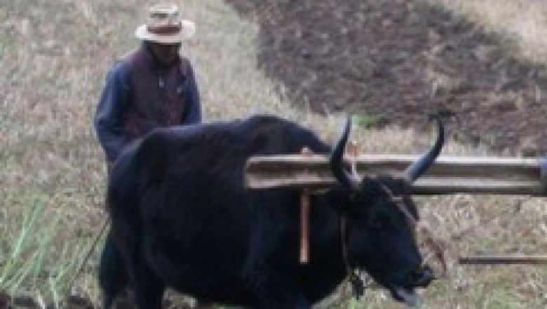 Фермери в Куба се завръщат към работата с волове, за да се борят с кризата