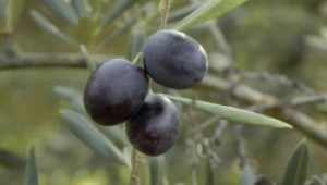 Отглеждане на маслини ще тества пловдивския Колеж по земеделие - Agri.bg
