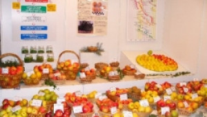 Празник на ябълката ще се проведе днес в Русенското село Екзарх Йосиф - Agri.bg