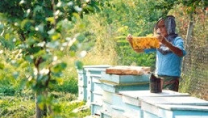 Явление, случващо се веднъж на 15 години, се наблюдава при пчелите в Родопите - Agri.bg
