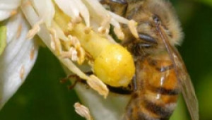 Биологична ферма за пчели създаде находчиво семейство от Смолянско - Agri.bg