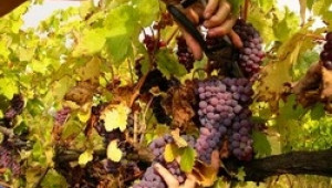 Стартира нов прием по Програмата за подпомагане на лозаро-винарския сектор - Agri.bg