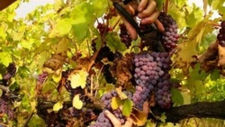 Стартира нов прием по Програмата за подпомагане на лозаро-винарския сектор