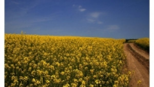 Пазарът на зърнени култури да се раздвижи с биогорива - предлага асоциация - Agri.bg