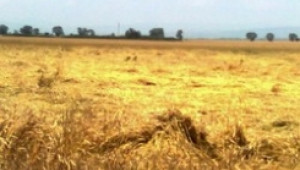 Жътвата закъснява – дъждовете причиниха чернилка и полягане на пшеницата - Agri.bg