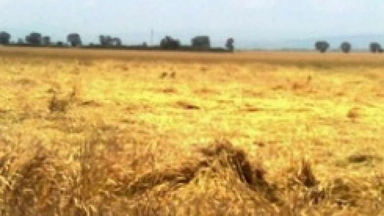 Жътвата закъснява – дъждовете причиниха чернилка и полягане на пшеницата