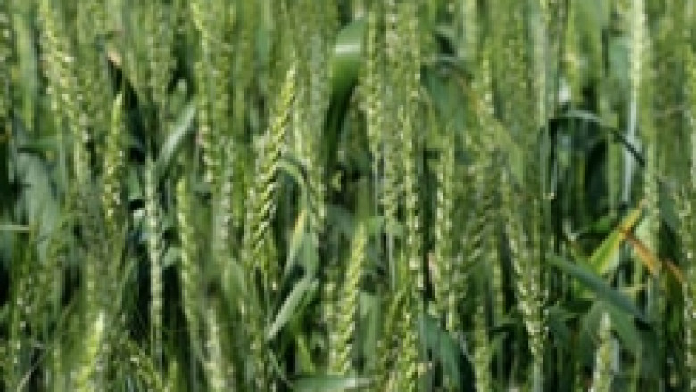 Денят на пшеницата отбелязаха край Свищов български и румънски земеделци