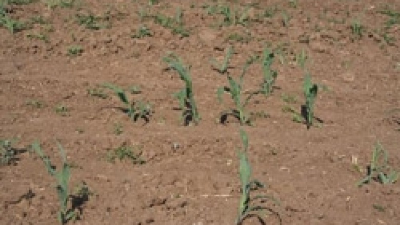 Сушата все повече застрашава реколтата, алармират фермери