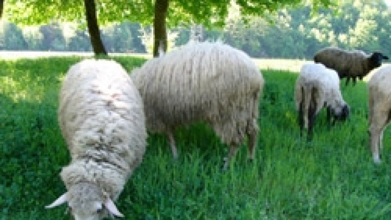До 15 май се подават заявленията за подпомагане на земеделските стопани, отглеждащи животни