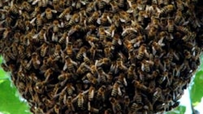 80% от българския мед годишно се изнася  от страната