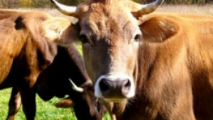 НВМС оповести данните за регистрираните селскостопански животни - Agri.bg