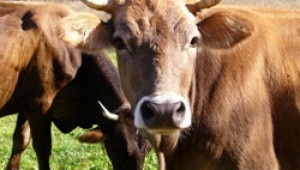 Фермери залагат животни, за да купуват фураж - Agri.bg
