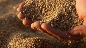 Износът на зърно поддържа работата на морския бизнес в България - Agri.bg
