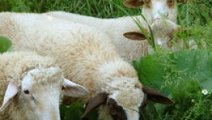 Държавата няма политика по отношение на проблема с продажбата на чужди агнета в България, смятат овцевъди - Agri.bg