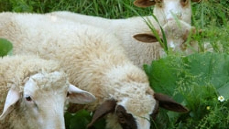 Държавата няма политика по отношение на проблема с продажбата на чужди агнета в България, смятат овцевъди