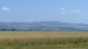 Фючърсни договори за пшеница реколта 2009 - Agri.bg